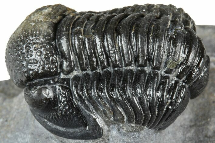 Detailed Gerastos Trilobite Fossil - Morocco #363950